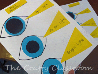 Human Eye Crafts & Activities - The Crafty Classroom