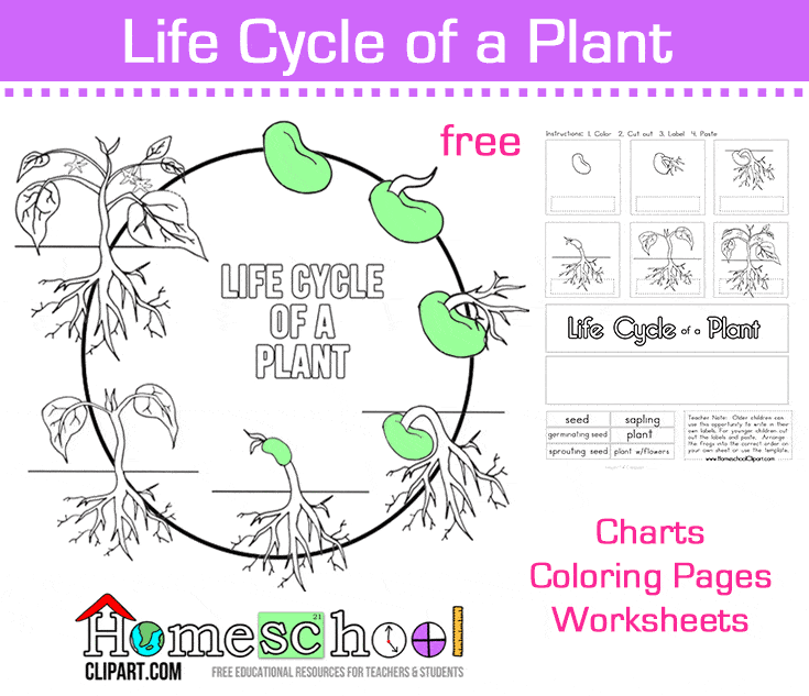 Seed to Plant Coloring & Worksheet