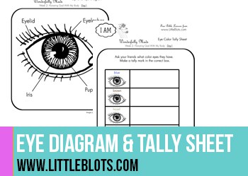 Human Eye Crafts & Activities - The Crafty Classroom