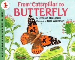 ButterflyScience