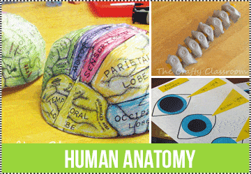 Human Heart Worksheets - The Crafty Classroom