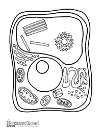 Cell Coloring Page - The Crafty Classroom