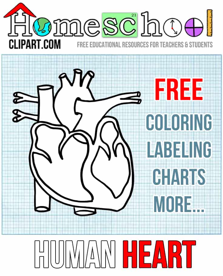 Human Heart Worksheets - The Crafty Classroom