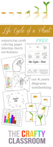 Seed to Plant Coloring & Worksheet - The Crafty Classroom